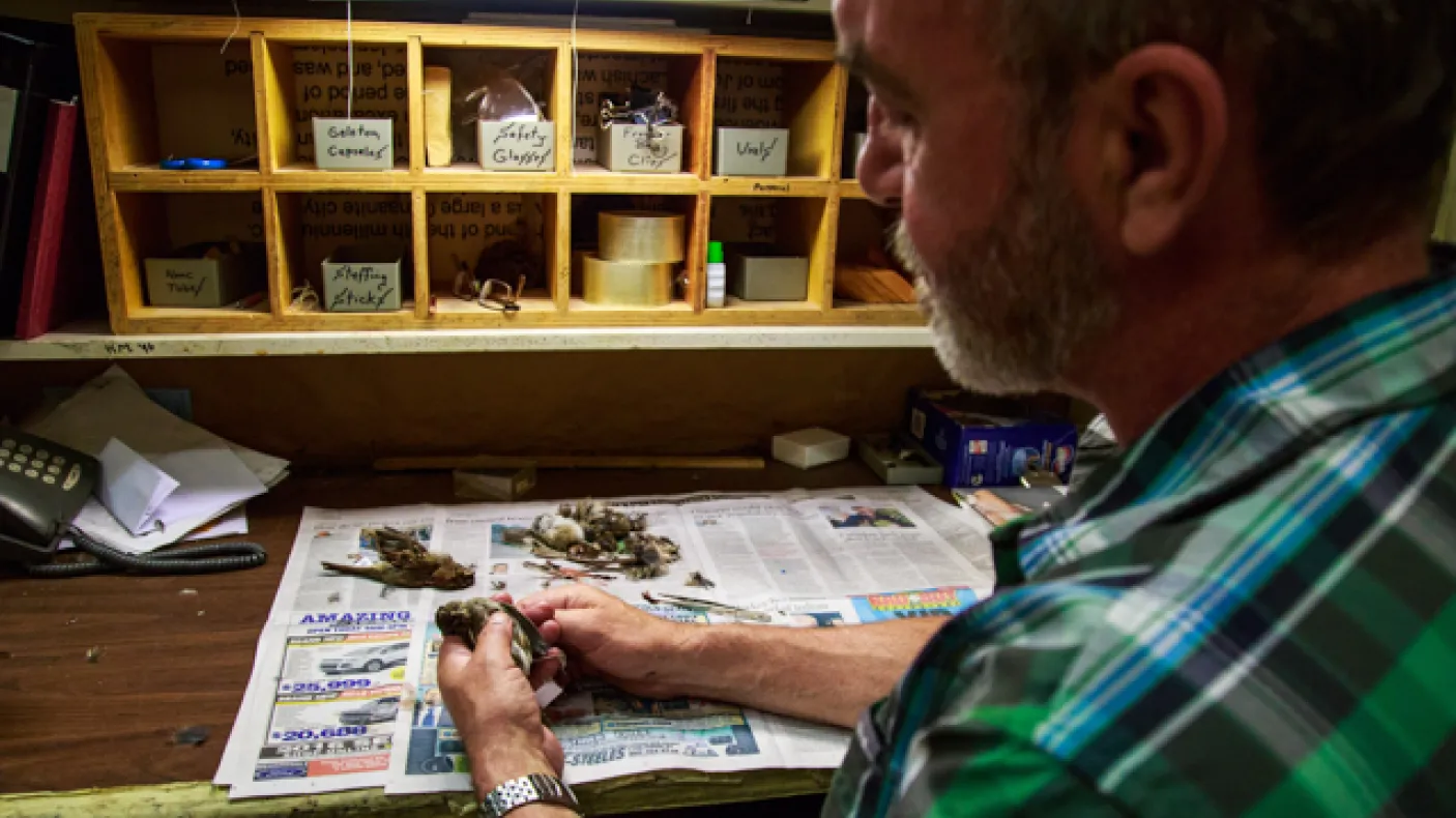 ROM technician Brad Millen processes a bird specimen that will be added to the ROM's collections. Photo by Samantha Stephens
