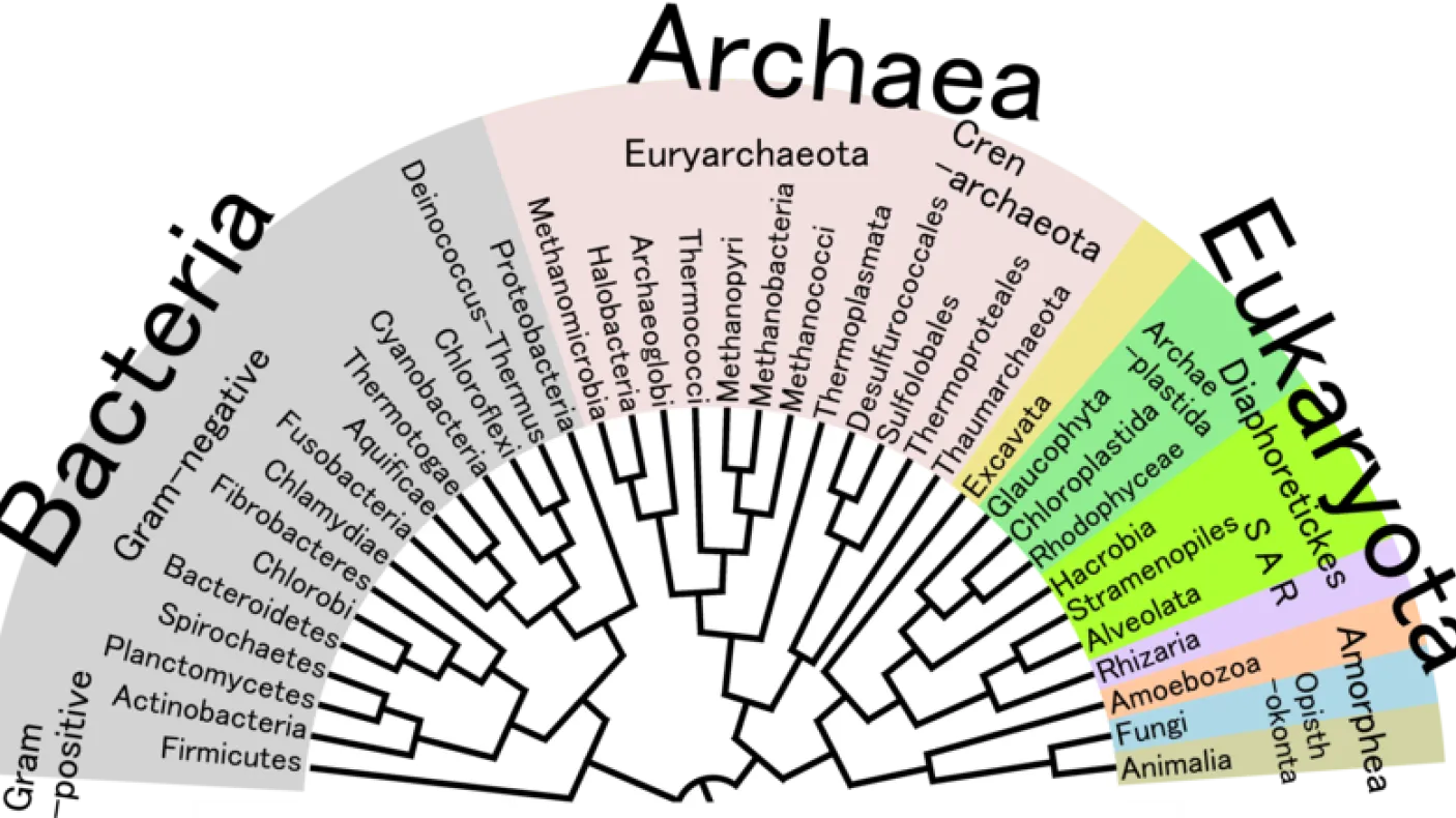 Phylogenetic Tree of Life
