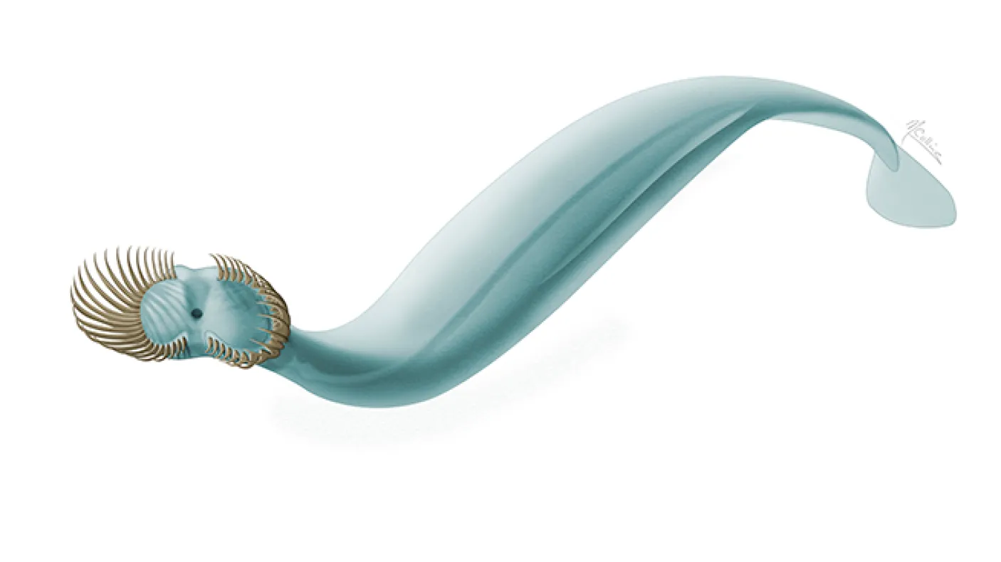Illustration of a worm
