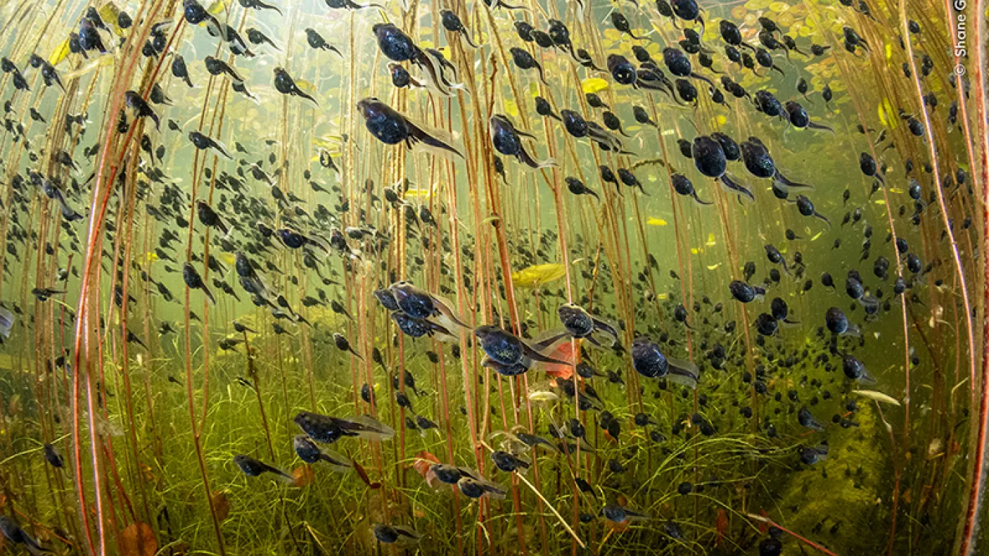 Tadpoles swimming among brown aquatic plants underwater in a green-tinted lake or pond.