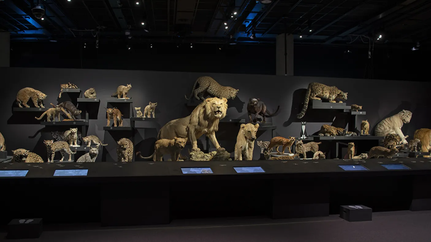 20 cat species on display