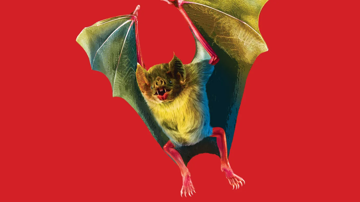 A bat flying and behind it is a red background.