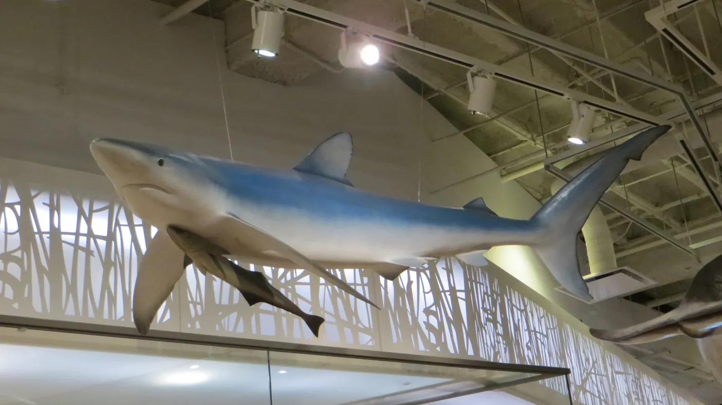 un requin au-dessus de la tête dans la galerie Schad