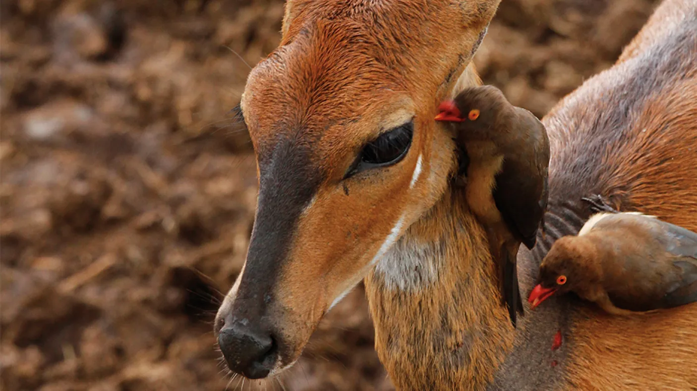 Oxpeckers removing ticks from a bushbuck.