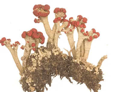 A clump of small, dried red-capped fungi with slender, light-colored stems attached to brown soil.