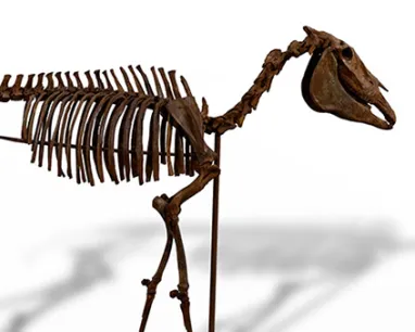 Skeleton of a horse displayed against a white background.