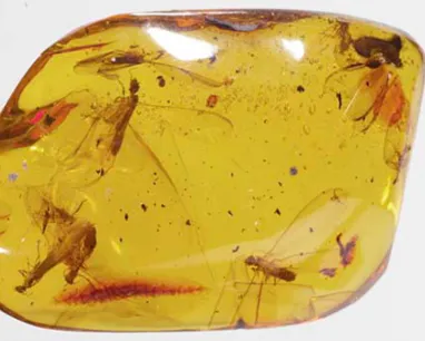 Polished golden amber with visible trapped insects inside.