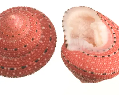 Two views of a small, round orange sea shell with white and black dots, one showing the exterior and the other showing the interior.