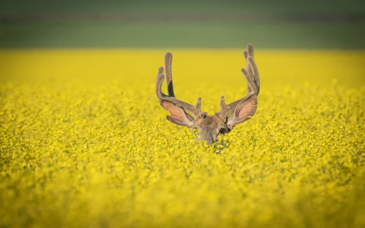 Gagnant du grand prix #ROMwpyON : Hiding © Yaron Eini