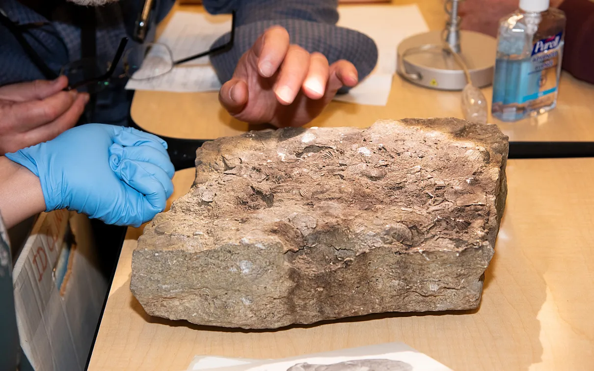 Close up on a fossil