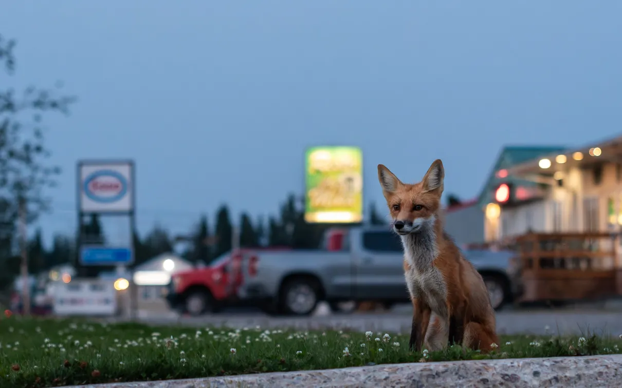 Un renard à l'heure d'or
