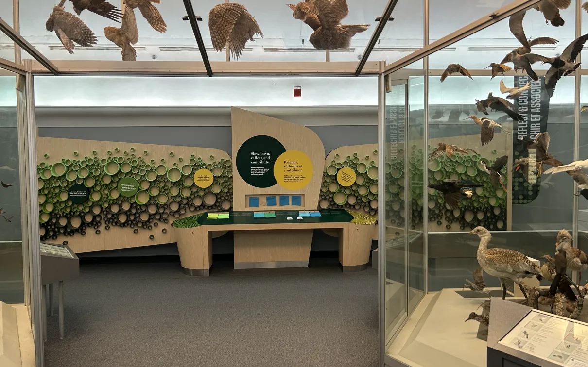 Display panel with pie chart titled "More than just pollinators" and facts about bees next to glass cases with bird skeletons in a museum exhibit.