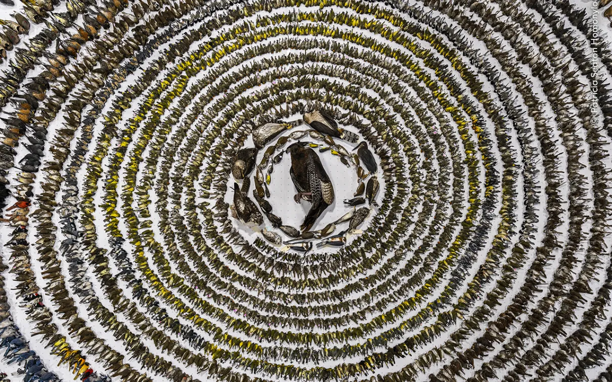Patricia Seaton Homonylo photographs 3,900 birds from 103 species that died from window collisions in Toronto, raising awareness about this preventable threat to wildlife.