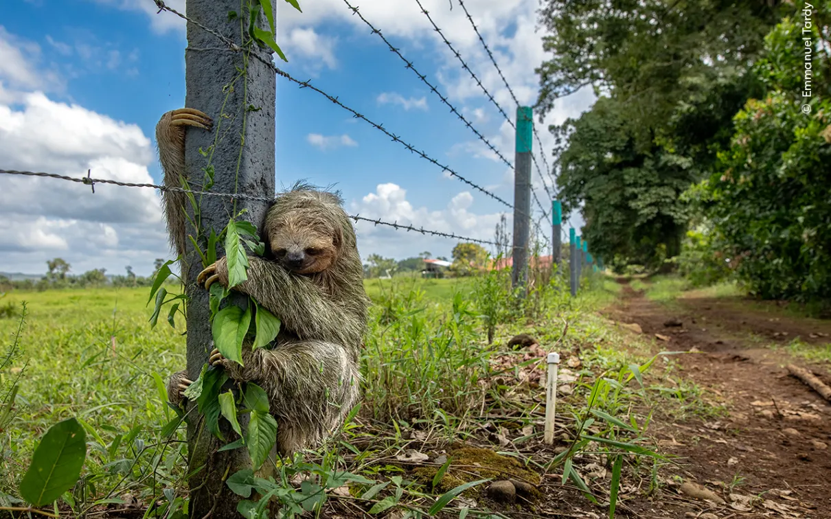 No Place Like Home par Emmanuel Tardy, France. La circulation a été ralentie pendant que ce paresseux traversait la route, atteignant finalement un poteau de clôture et s'y agrippant fermement.  Emmanuel Tardy