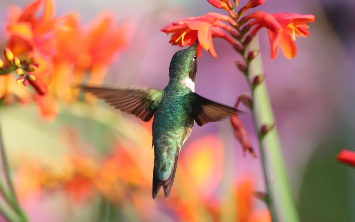Colibri en plein vol devant une fleur