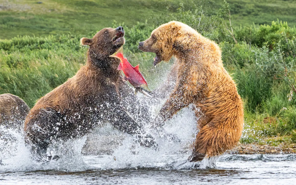 Deux ours bruns se disputant un saumon dans une rivière