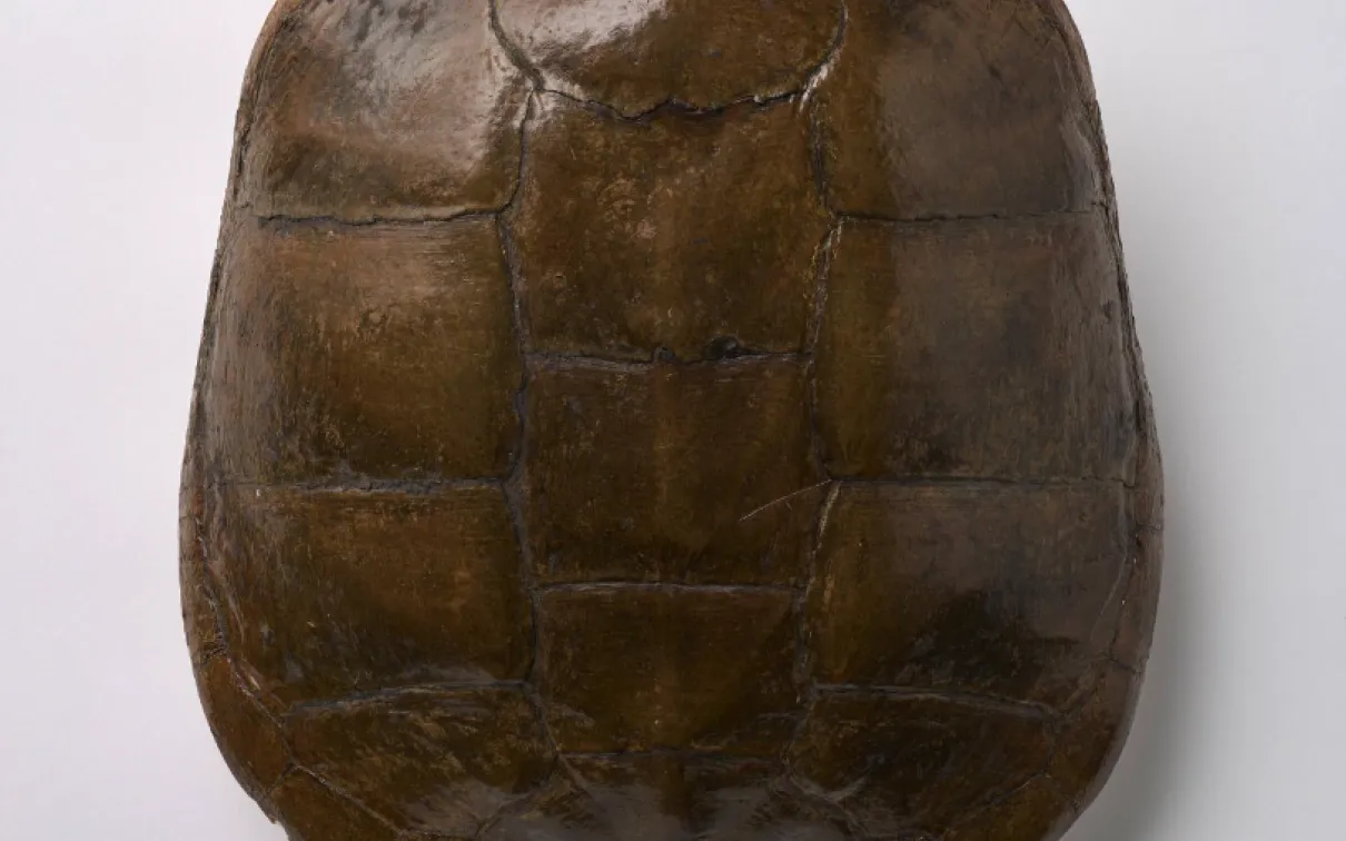 Une coquille brun foncé recouverte de scutelles rondes ou rectangulaires.