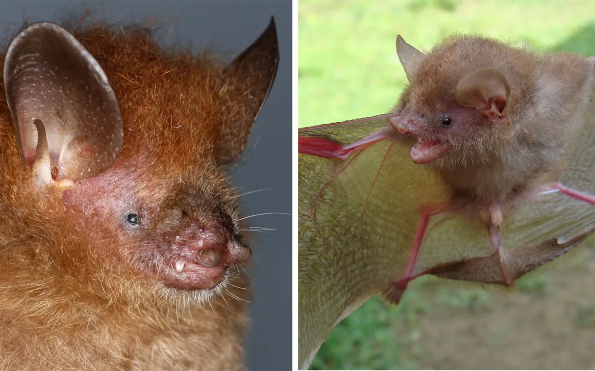 Deux espèces de chauves-souris : Murina alvarezi, Murina baletei