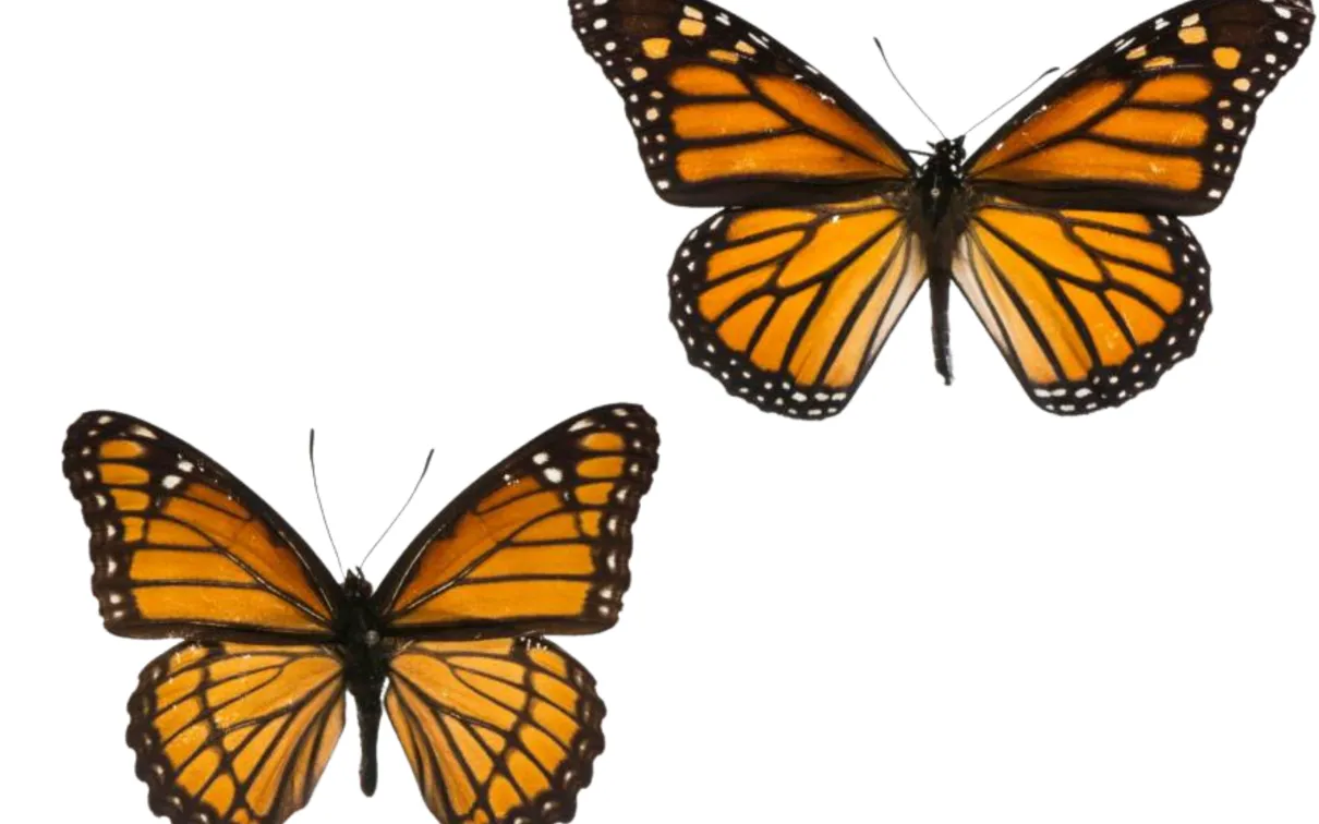 Two orange and black Monarch butterflies with wings spread.