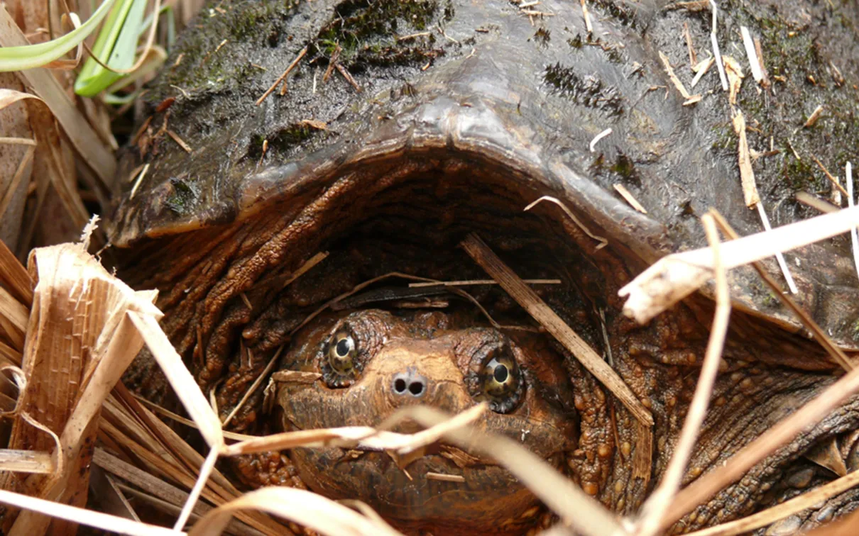 Tortue serpentine