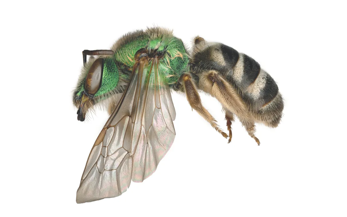  With this exhibition, visitors will be transported into a bee’s world through large-scale digital projections, soundscapes, and digital interactive experiences, tracing a route through meadows and other bee habitats to a larger-than-life hive. “At its heart, this exhibition centres on the essential roles bees play,” says McGregor. “When bees struggle, the eco systems we depend on struggle too.”  The exhibition starts with a glimpse into the complex anatomy of a bee. From there, the experience becomes more 