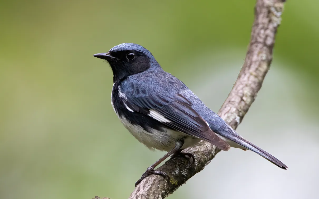 Black-throated © Ankur Khurana