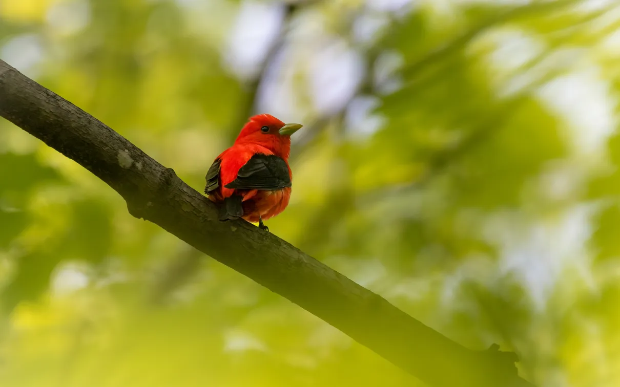 Scarlet Tanager © Ankur Khurana
