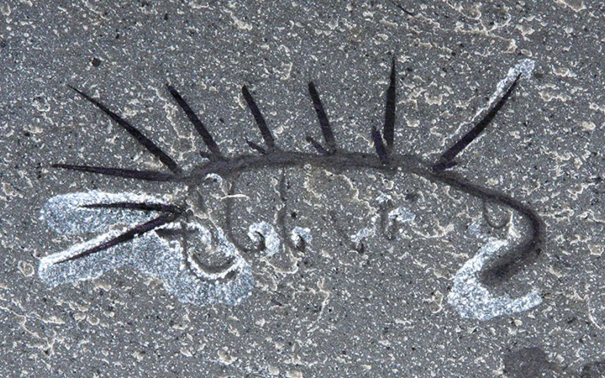 Fossilized Hallucigenia sparsa.
