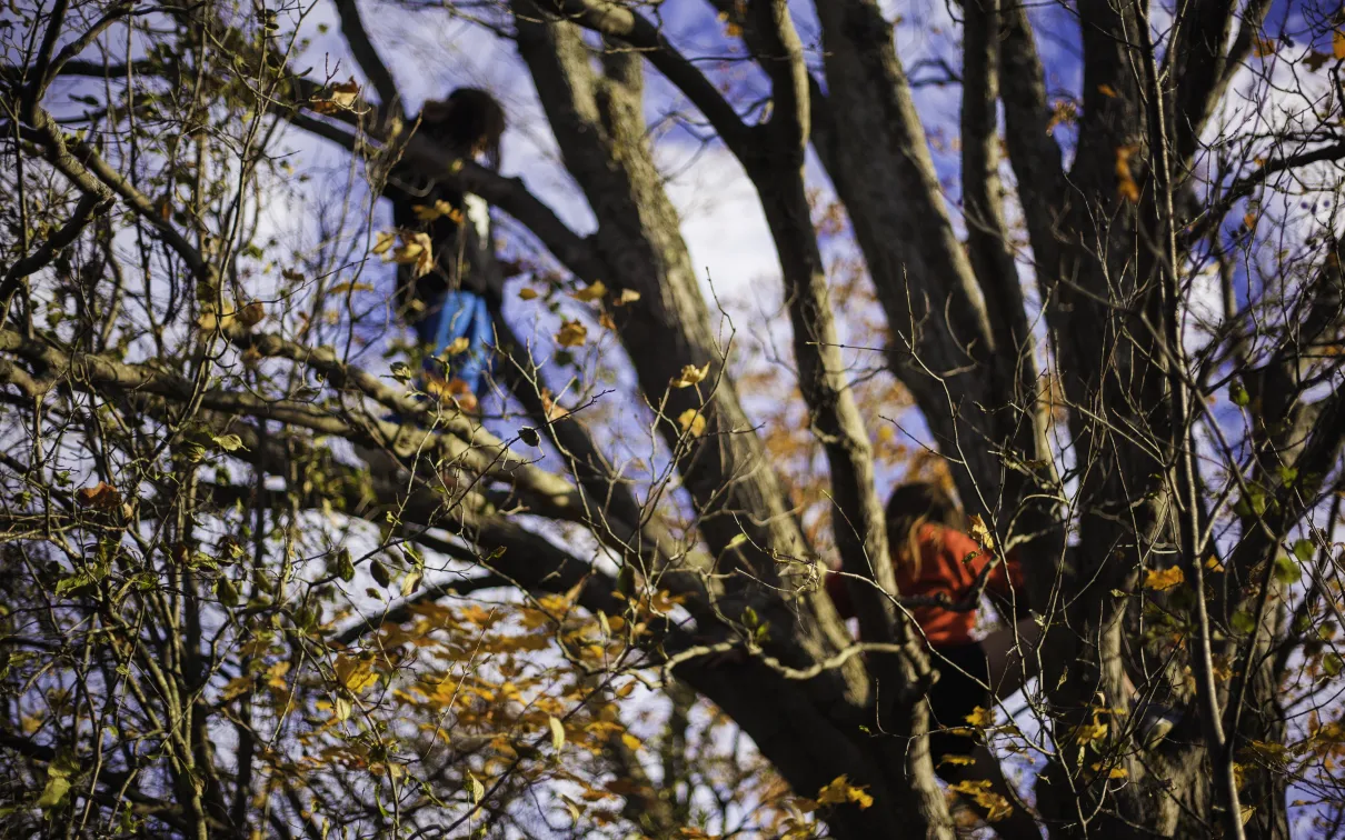 Children playing in a large tree
