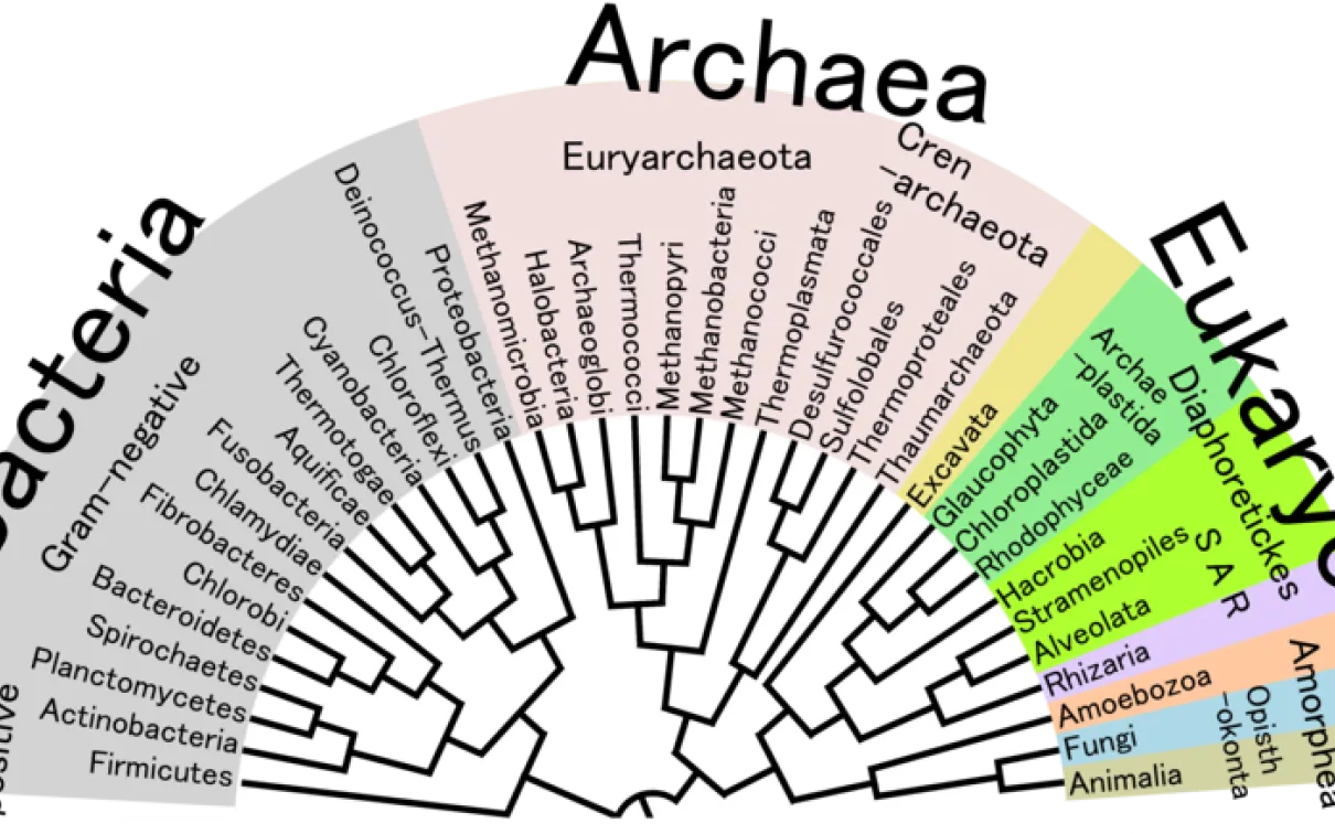 Phylogenetic Tree of Life
