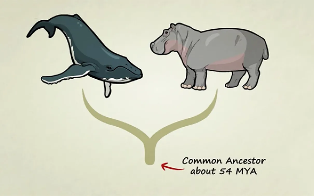 Whales and hippos share a common ancestor. Photo by: http://www.statedclearly.com/
