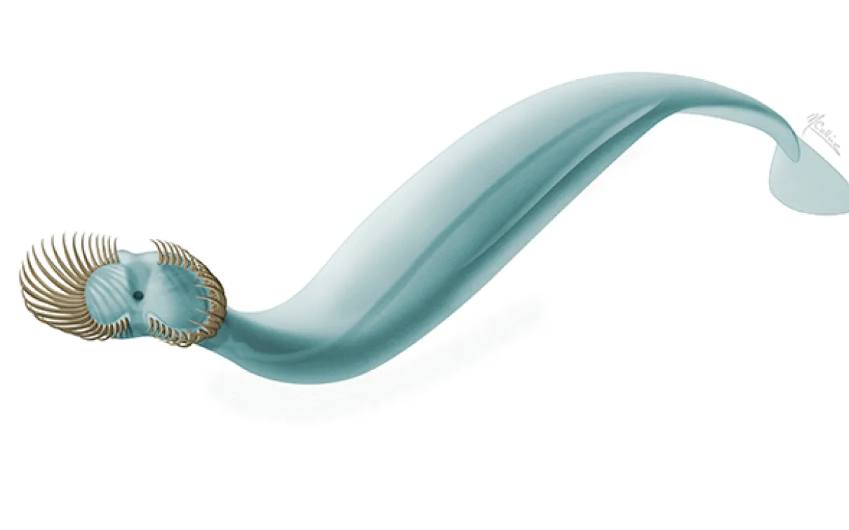 Illustration of a worm
