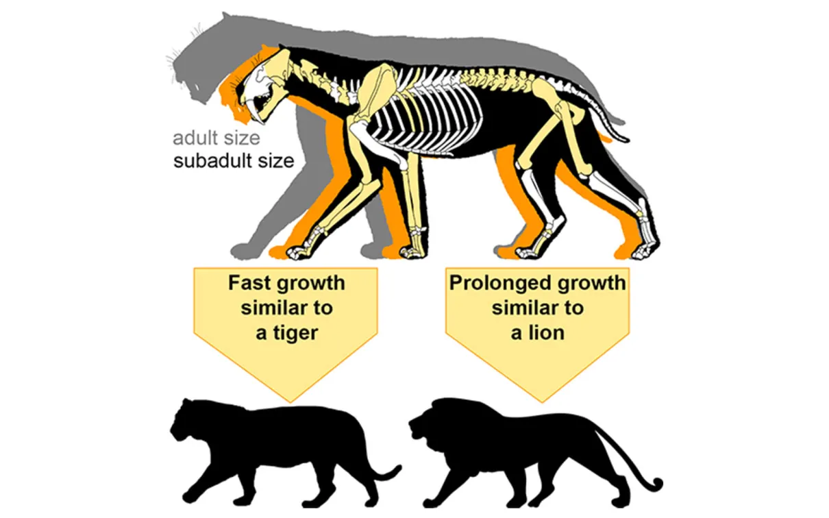 Comparaison de la taille des chats à dents de sabre adultes et subadultes.