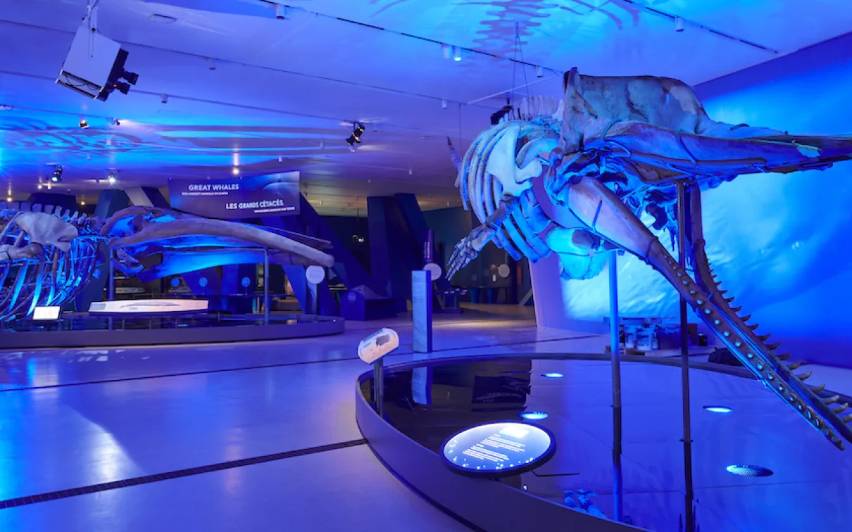 two whale skeletons