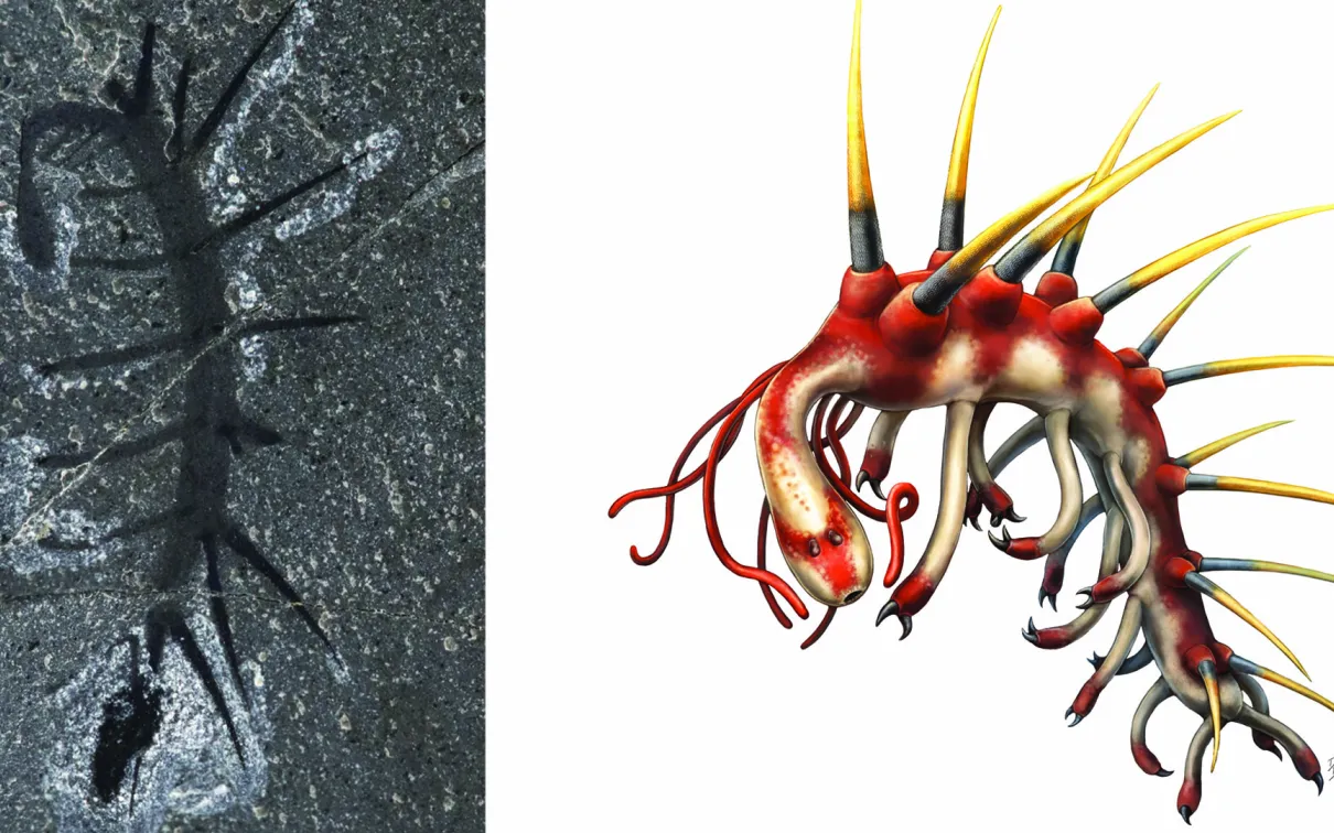 Hallucigenia sparsa is one of the strangest animals of the Burgess Shale. This worm-like animal had distinctive paired spines and elongated legs, and probably used its tiny claws to climb on surfaces like sponges.