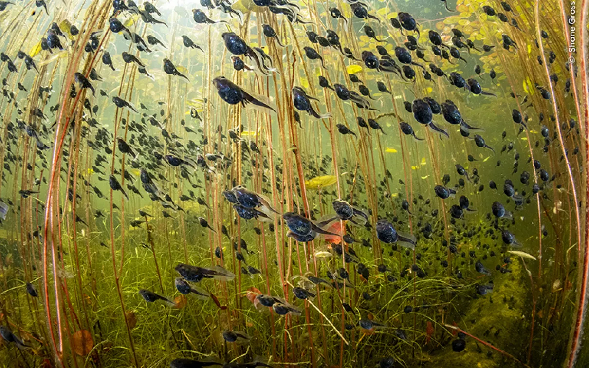 Tadpoles swimming among brown aquatic plants underwater in a green-tinted lake or pond.