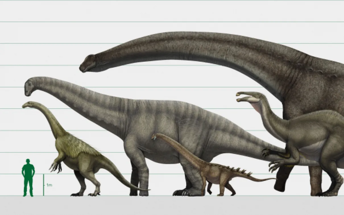 Diagramme des différentes espèces de dinosaures.