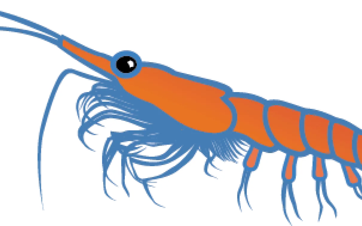 Illustration of krill.
