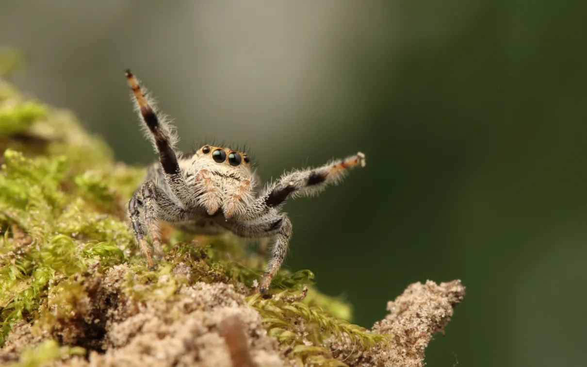 Small jumping spider with white and black markings sitting on green moss and brown bark against a blurred green background.