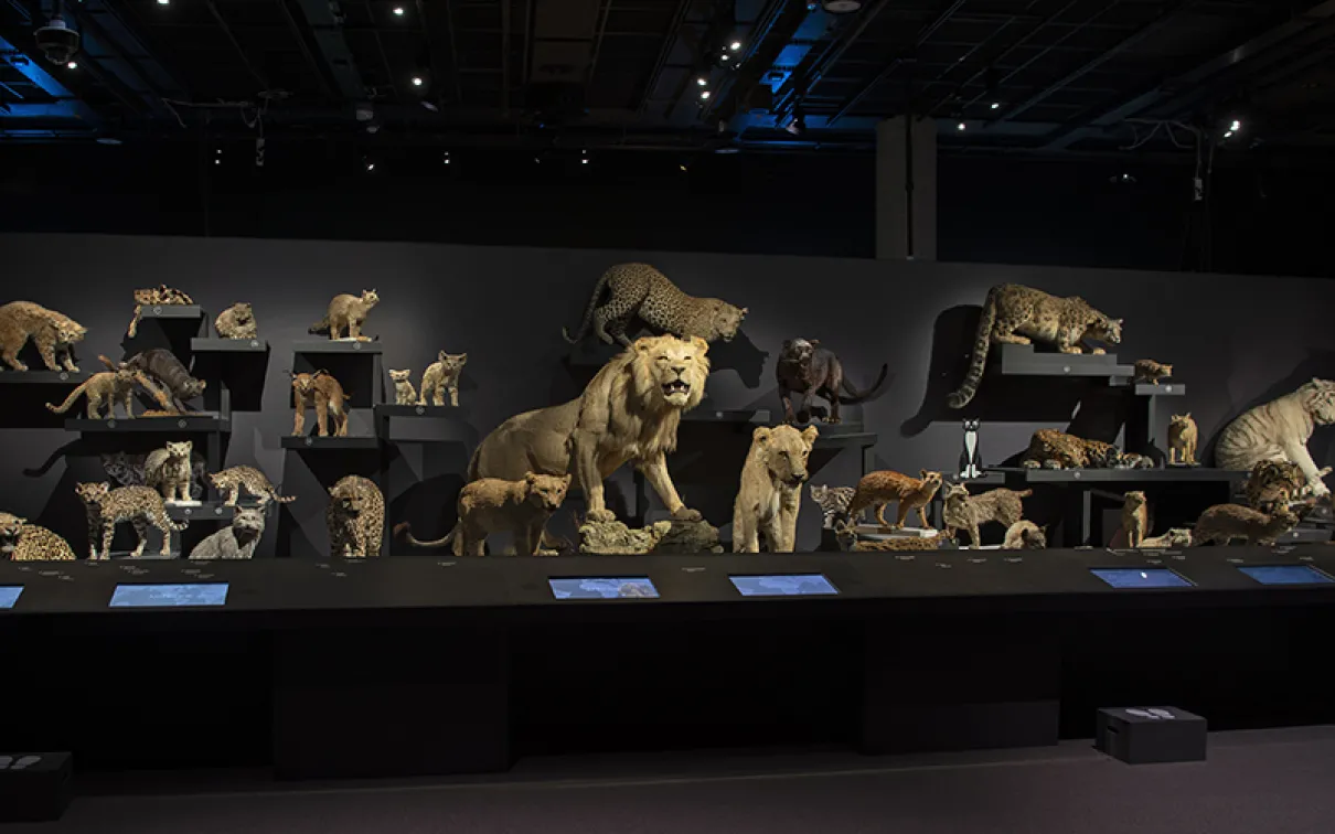 20 cat species on display