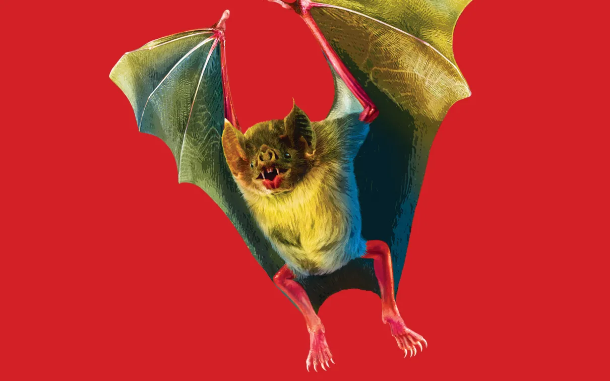 A bat flying and behind it is a red background.