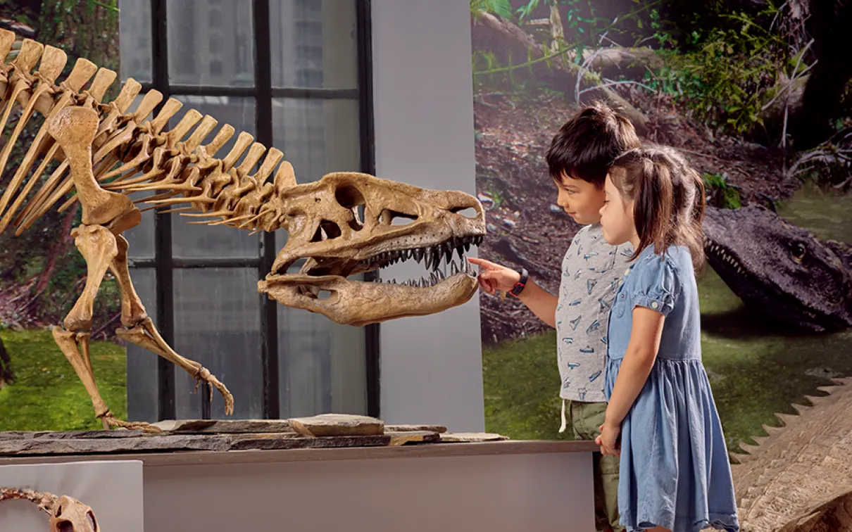 Two children closely observing a large dinosaur skull fossil displayed in a museum exhibit.