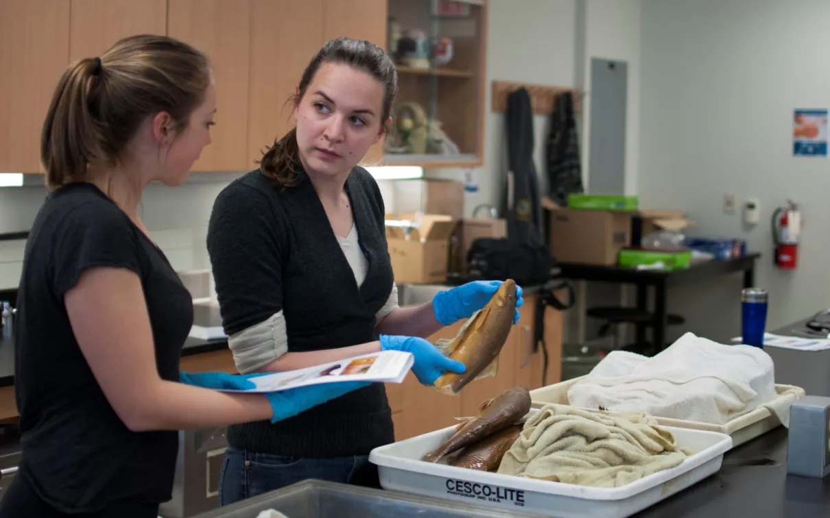 Deux femmes examinent un poisson lors d'un atelier d'identification.
