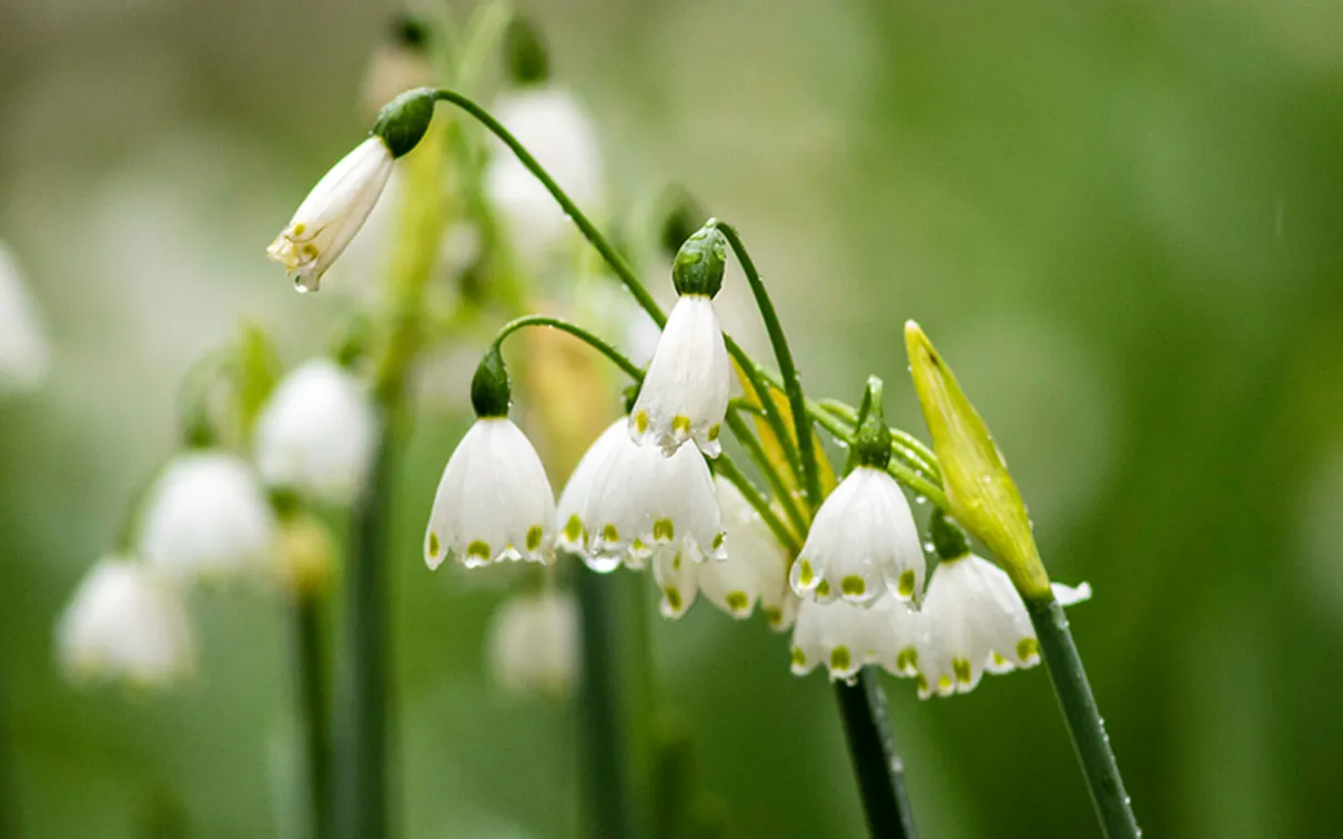 Flocon de neige estival ou lys de Loddon.