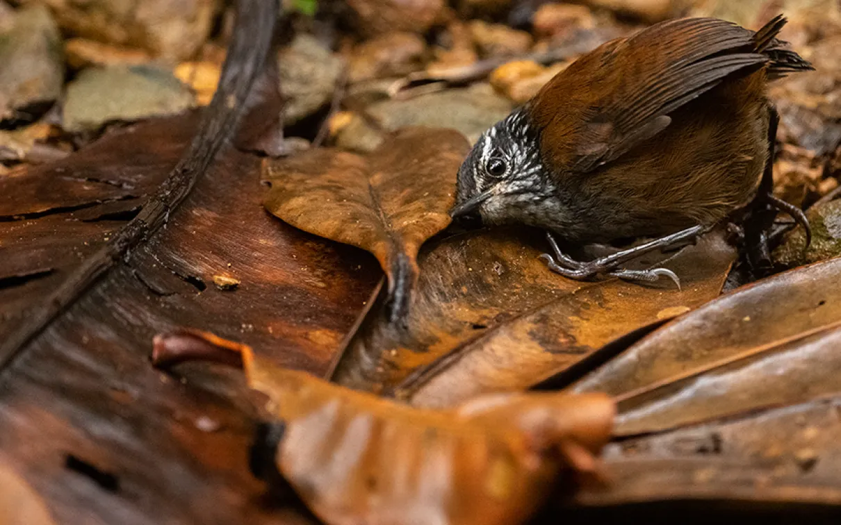 Dans The Listening Bird, la photo primée de Kanakis, un troglodyte à poitrine grise est à l'écoute de petits insectes.