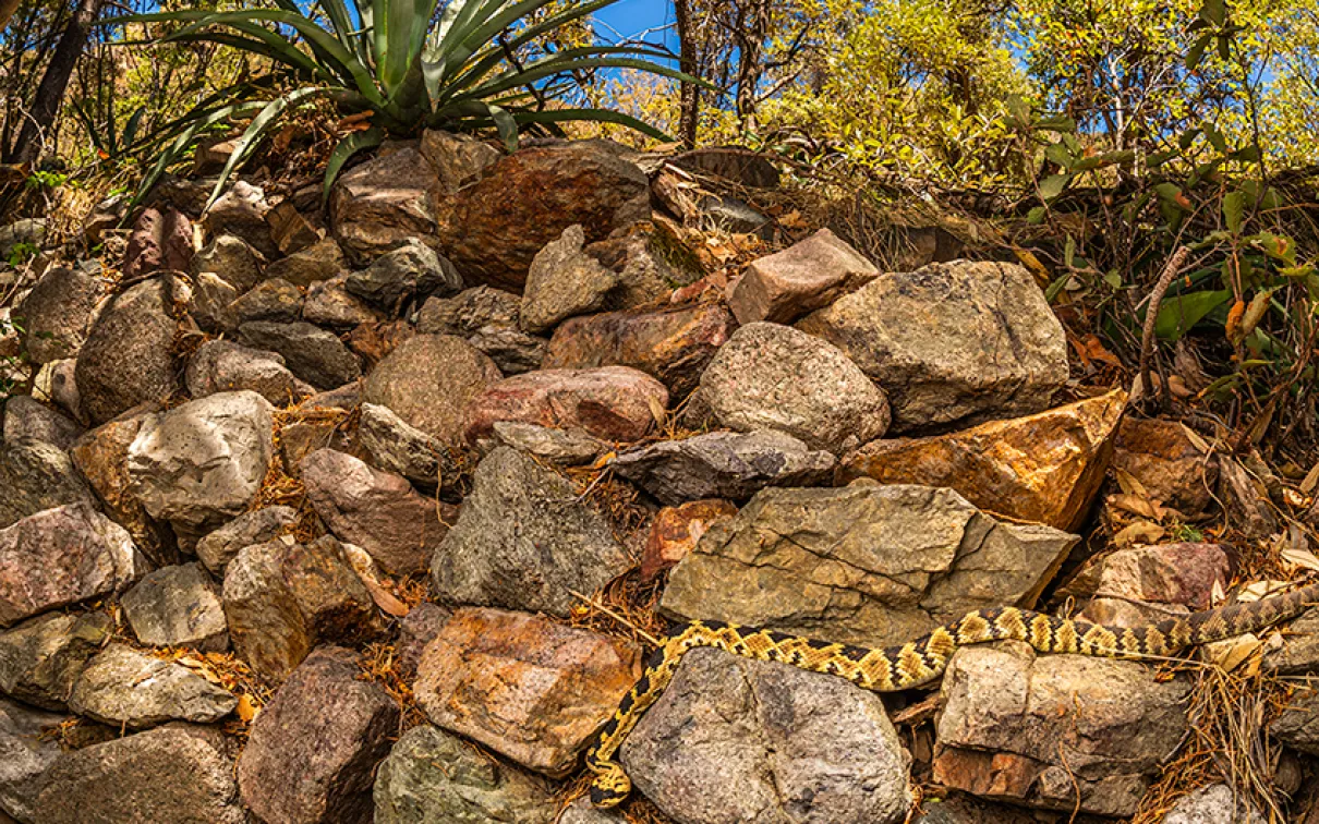 Dans Rattlesnake Hotspot, la "photo hautement recommandée" de Kanakis, un crotale à queue noire se prélasse au soleil au milieu des ruines d'un ancien camp de chercheurs d'or.