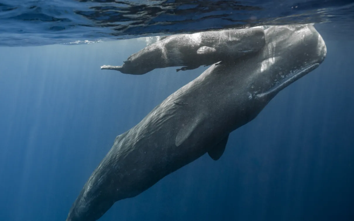 Mom and Calf, whales