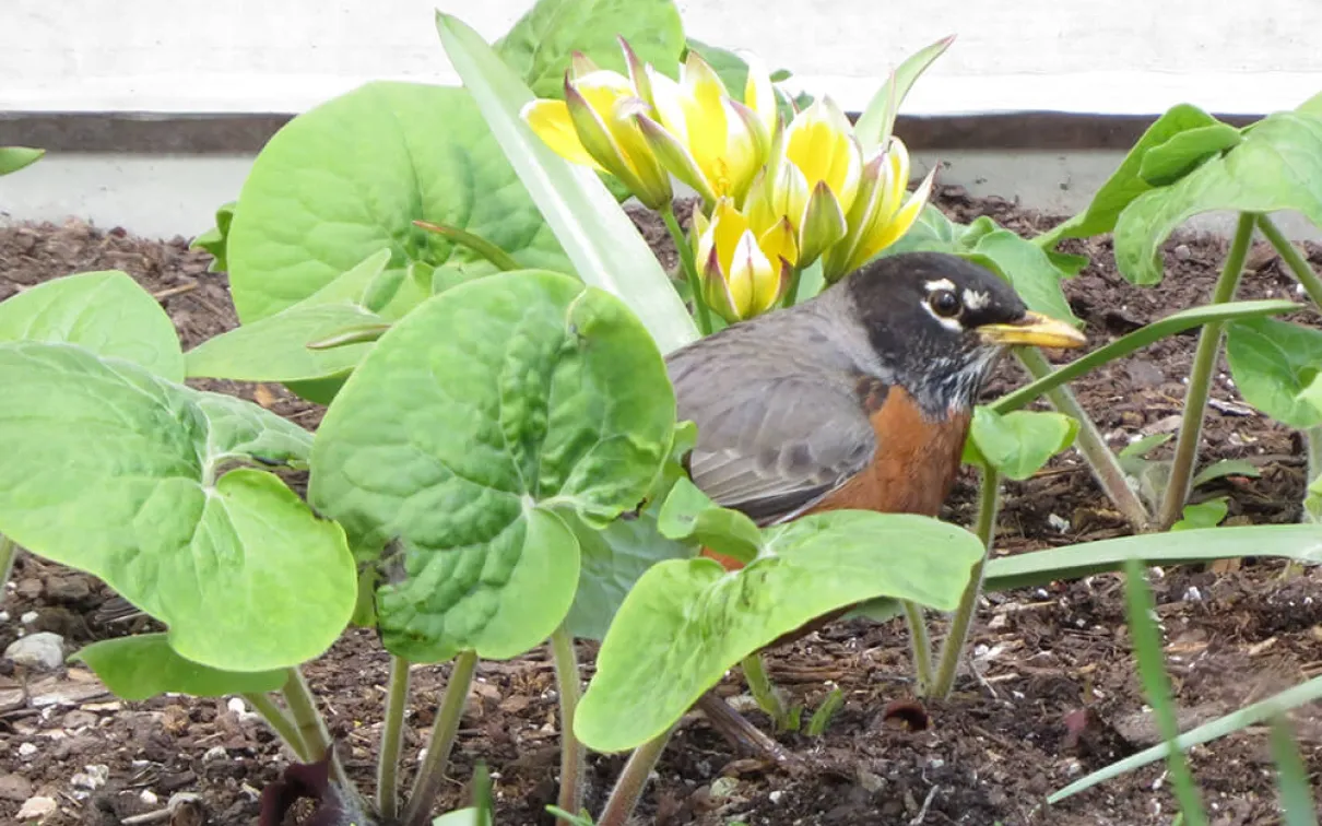 Robin au gingembre sauvage.