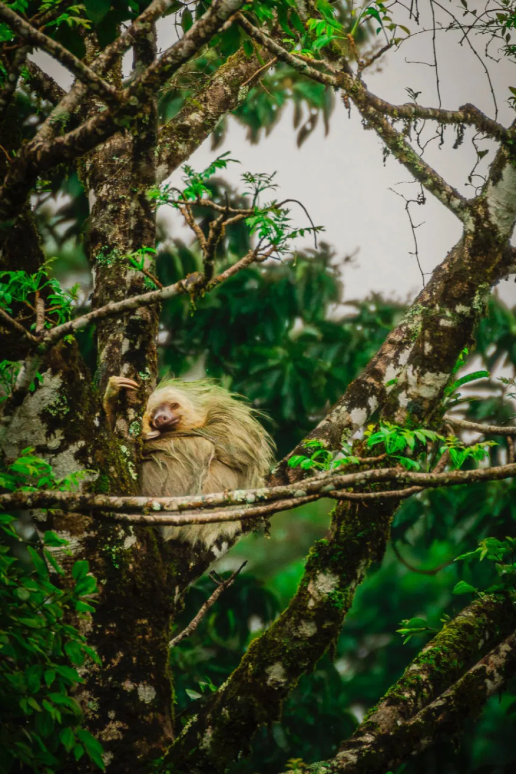 Une fente est confortablement assise sur une branche, les bras enroulés autour d'un grand arbre.