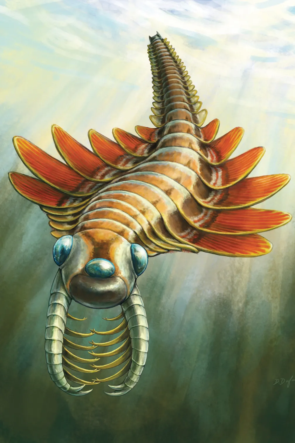 Mosura fentoni, an ancient marine predator that lived during a time of rapid evolutionary change known as the Cambrian Period
